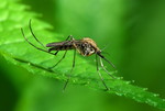 Таиланд предупреждает туристов об опасности малярии