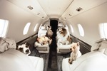 «Аэрофлот» ужесточил правила перевозки животных