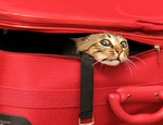 Туристка тайно провезла своего кота в самолёте