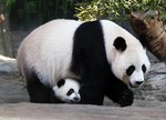Панда напала на человека в китайском заповеднике