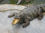 Крокодил напал на французскую туристку в Таиланде
